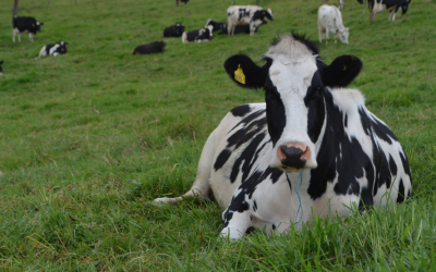 Rol del bovino de leche en el ecosistema de la producción de alimentos