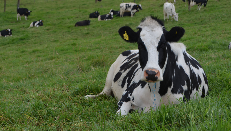 Rol del bovino de leche en el ecosistema de la producción de alimentos