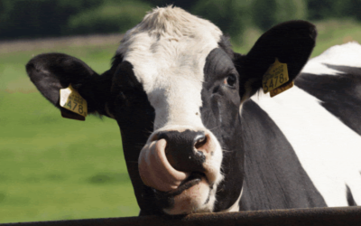 Lechería de precisión, identificación de vacas de alto rendimiento.